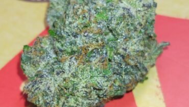 STANKY DANKY FLOWERS 🦨 NIGHTSHADE 🕶️