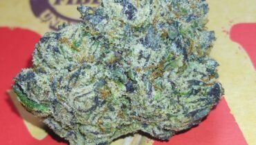 STANKY DANKY FLOWERS 🦨 GUMMY BEARS 🐻