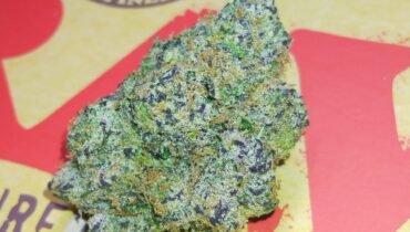 STANKY DANKY FLOWERS 🦨 GRUNTZ