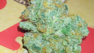 APPLE JACKS 🍏 HYBRID