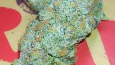 STOOPID FRUIT 🍊 SATIVA HYBRID