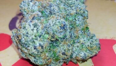 LEMON CHERRY LATO 🍒 INDICA HYBRID 🦨 STANKYDANKY420.COM