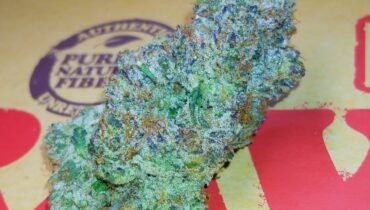 FORBIDDEN GUAVA 🥭 INDICA HYBRID 🦨 STANKYDANKY420.COM