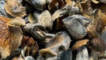 MAGIC MUSHROOMS 🍄 PENIS ENVY