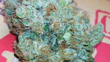 STANKY DANKY FLOWERS 🦨 HI OCTANE OG ⛽