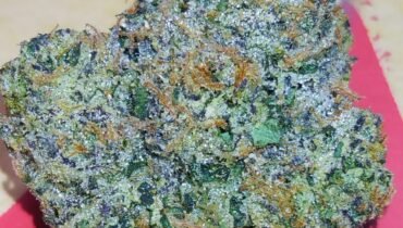 STANKY DANKY FLOWERS 🦨 BLUE RUNTZ