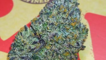 STANKY DANKY FLOWERS 🦨 HOOD CANDY