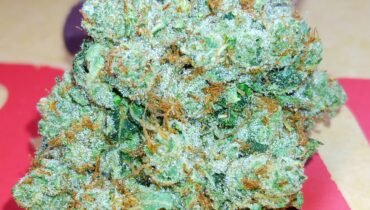 STANKY DANKY FLOWERS 🦨 SOUL ASSASSIN OG 🤺