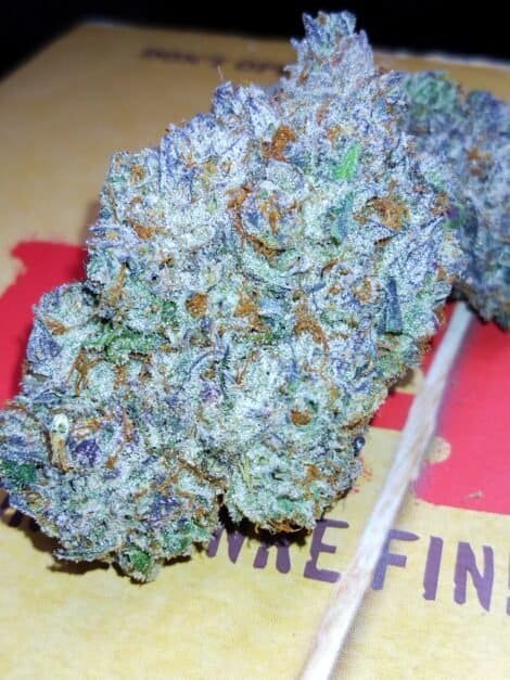 GHOST BREATH Exotic Sativa Hybrid