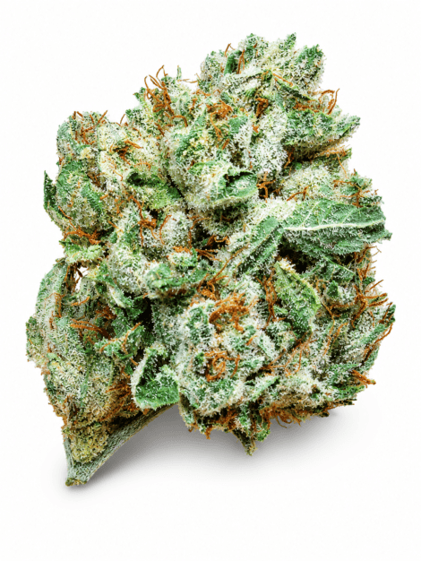 PLT SKYWALKER PLT SKYWALKER